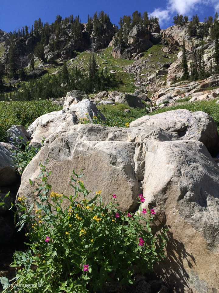 Wildflowers, Wyoming, Grand Teton National Park