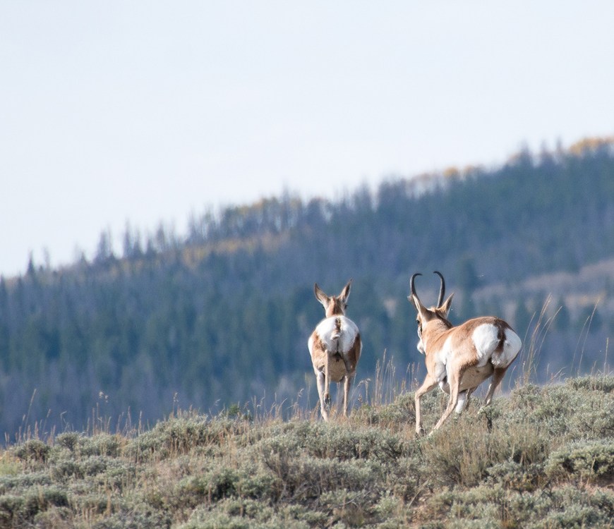 Pronghorn Antelope