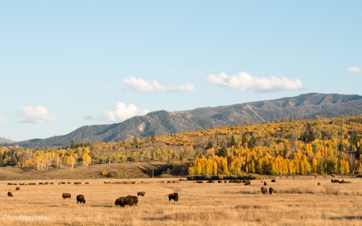 Bison, GTNP, Grand Teton National Park, Wyoming