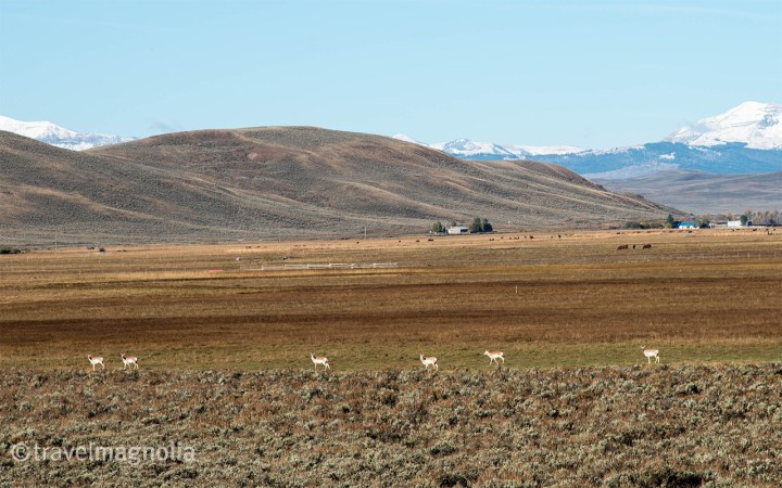 Pronghorn Antelope, Wyoming