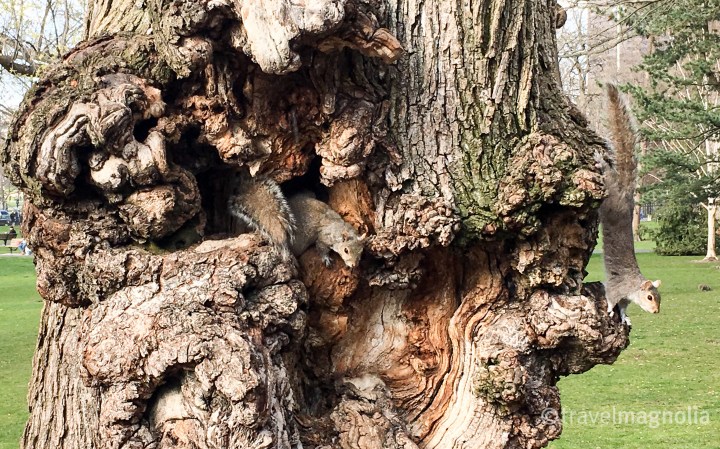 Squirrels at Play _BostonPublicGarden
