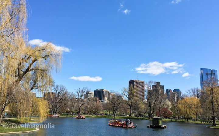 Swan Boats in Public Garden