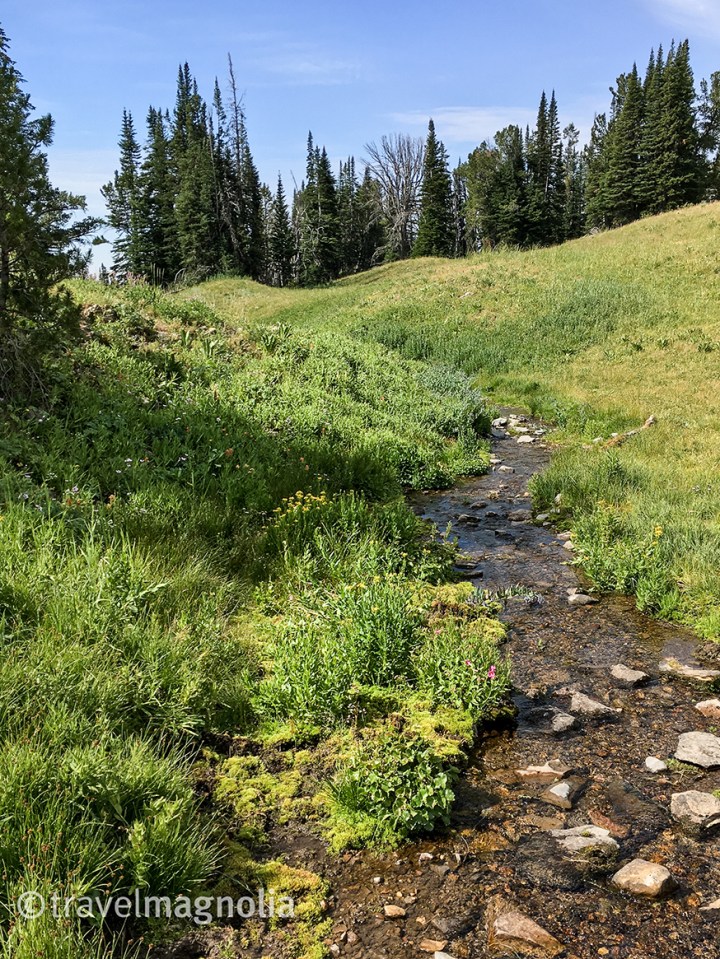 CoalCreek Wildflowers.jpg
