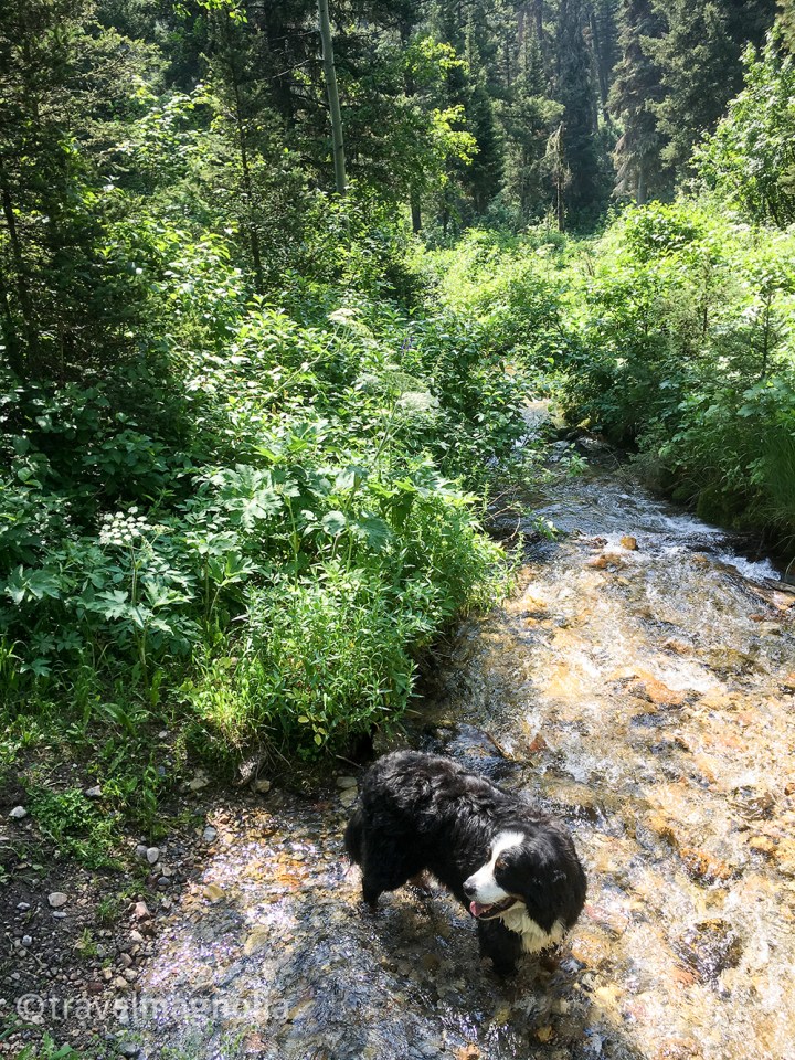 Cody in the Creek