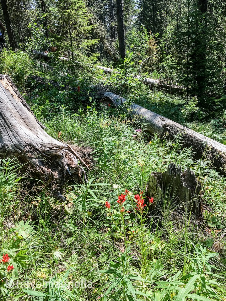 Indian Paintbrush with Fallen Trees