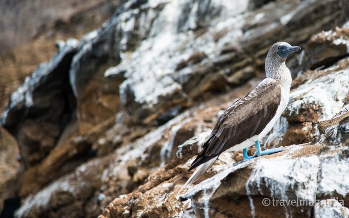 blue-footed-booby-with-guano