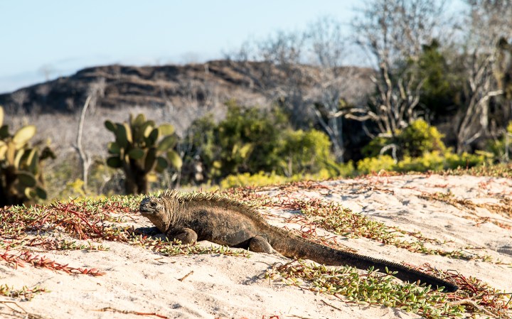 iguana-on-the-beach-santa-cruz