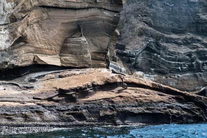 iguanapelicangeology_isabela