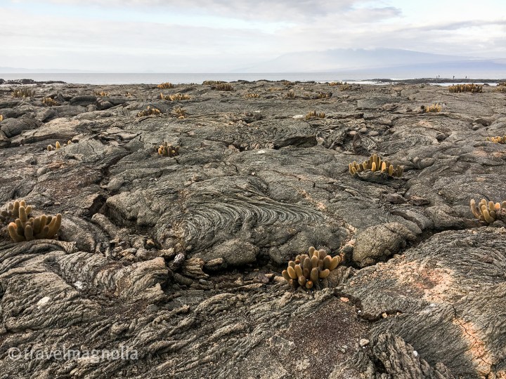 lavacactus_fernandina
