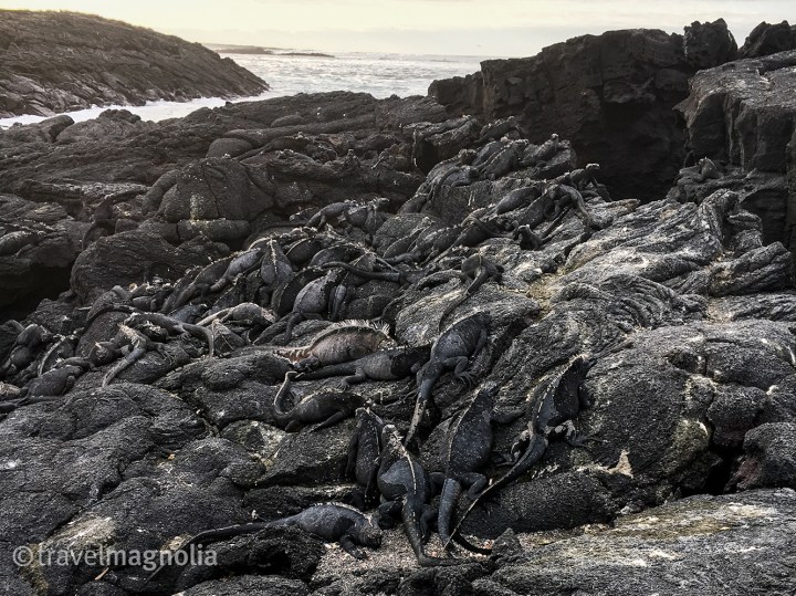 marineiguanamound_fernandina