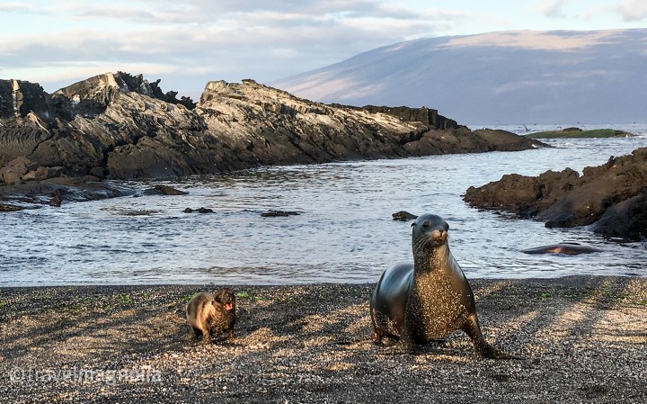 motherchild_sealions_fernandina