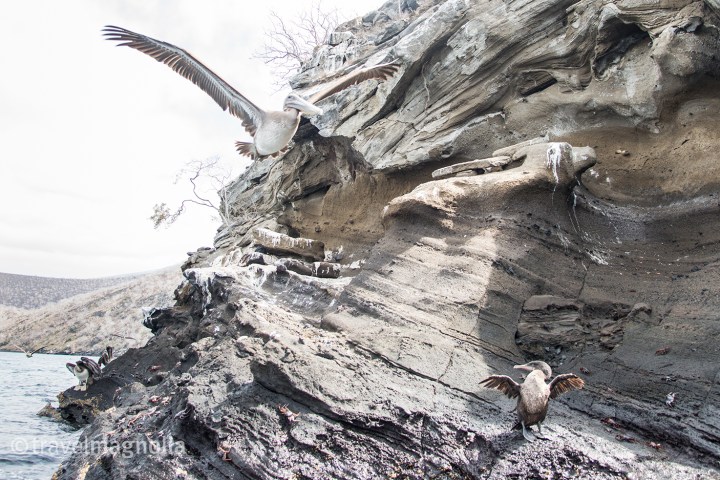 pelican-and-cormorant