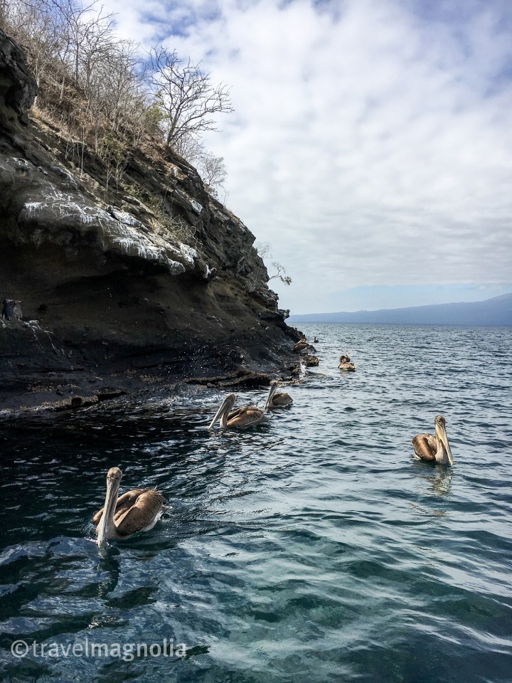 penguinposse_isabela