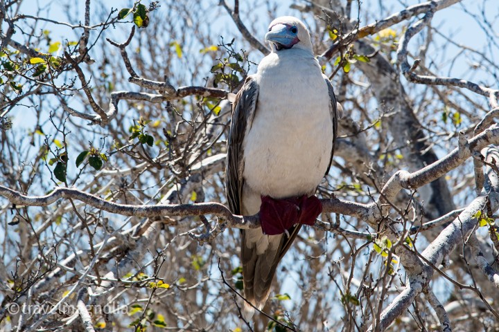 red-footed-booby-on-palo-verde-tree-2