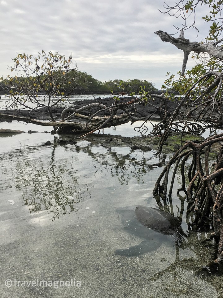 seaturtle_fernandina