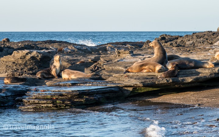 seven-sea-lions-sunning-on-the-shore