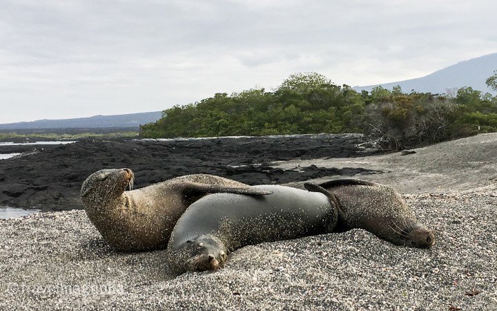 threesealions_fernandina-2