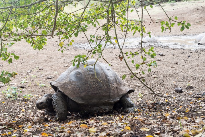 tortoise-with-mud-bath-in-background