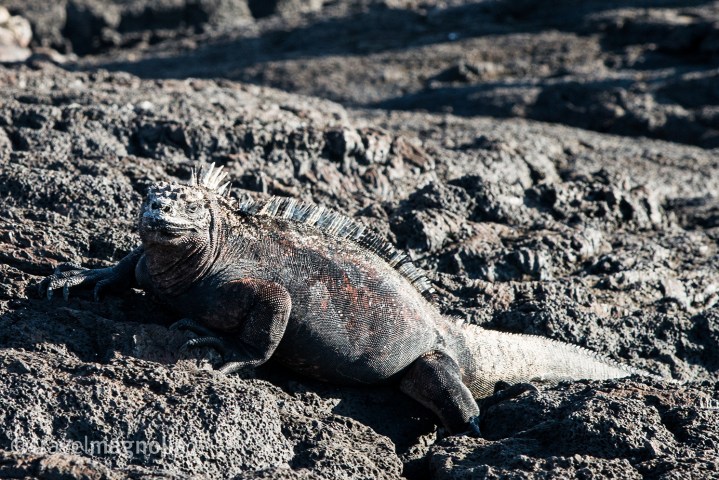 marineiguana_santiagoisland-2