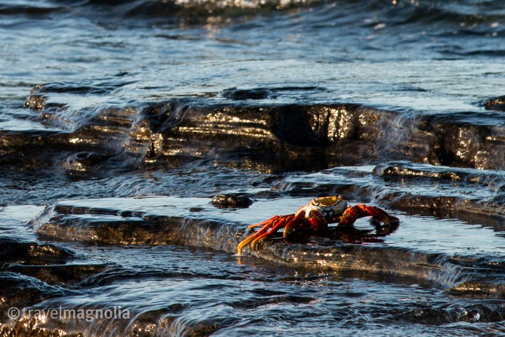 sally-lightfoot-crab
