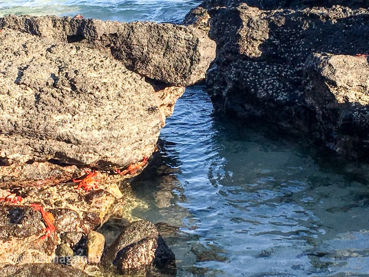 sally-lightfoot-on-genovesa