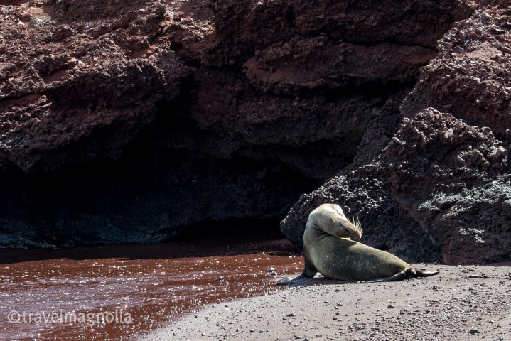 sealion_backbend_rabida