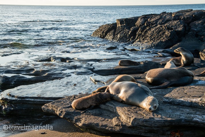 sleepingsealions_santiago-2