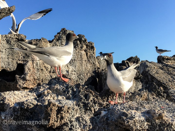 swallowtail-gulls