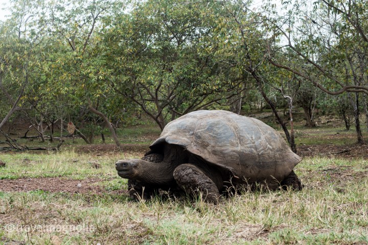 tortoise_santacruz_galapagos