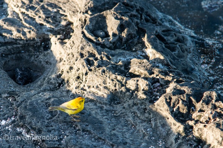 yellowwarbler_santiago