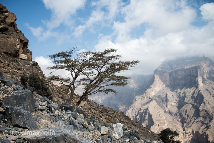 grandcanyon-with-acacia