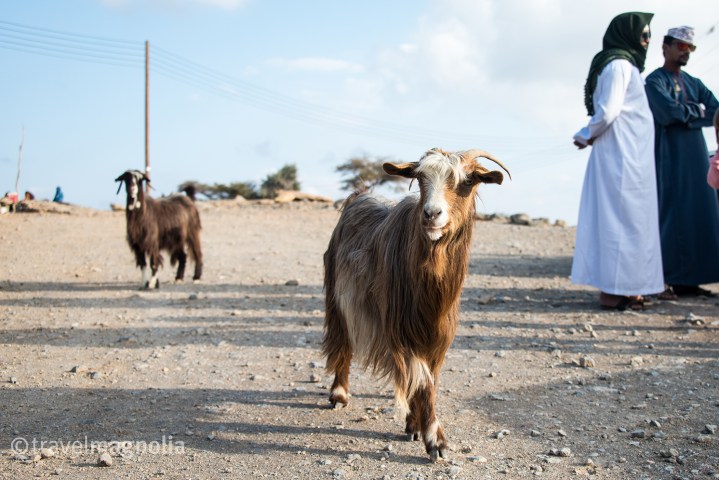 places-to-go-people-to-see