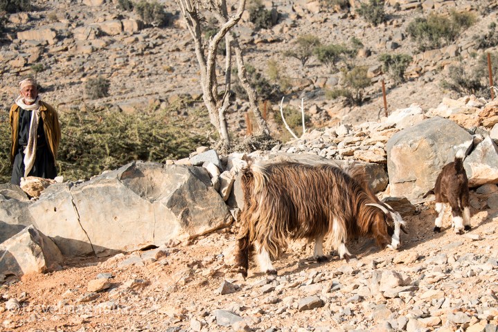 ram-and-kid-with-goatherd