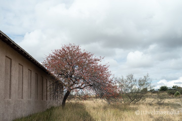 Chinati Landscape with Tree