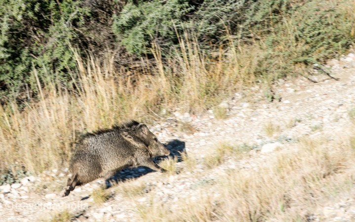 Javelina on the Run