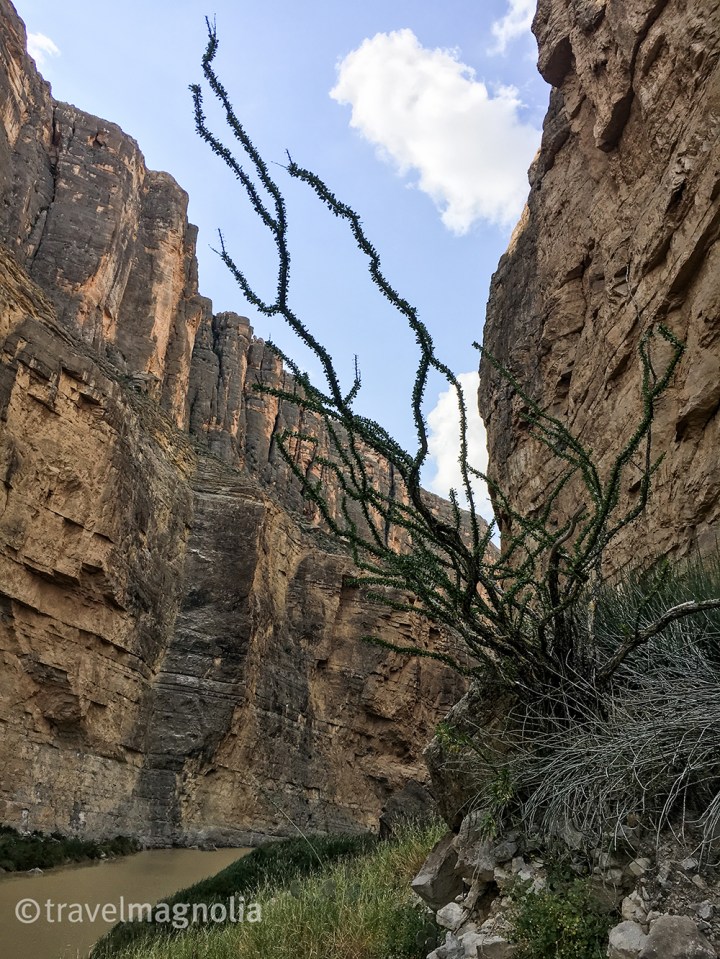 Ocotillo Big Bend National Park