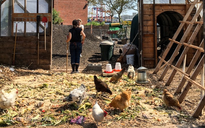 Hens in the Henhouse-3