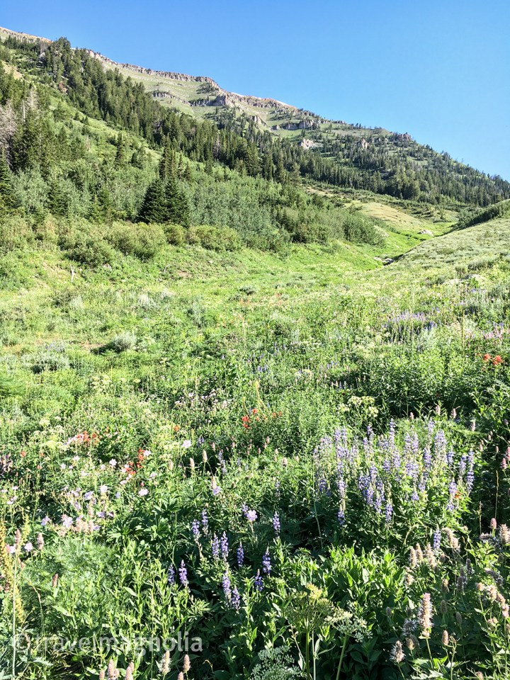 Coal Creek Meadow with Lupine and Sticky Geranium