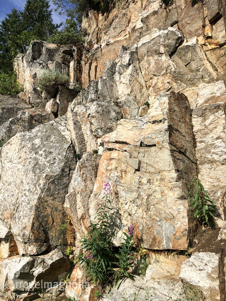 Fireweed on Old Pass
