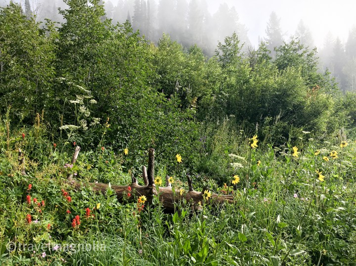 Foggy Morning on Old Pass