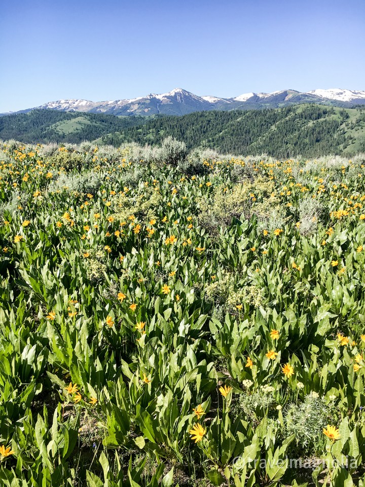 Munger Mountain Arrowleaf Balsamroot