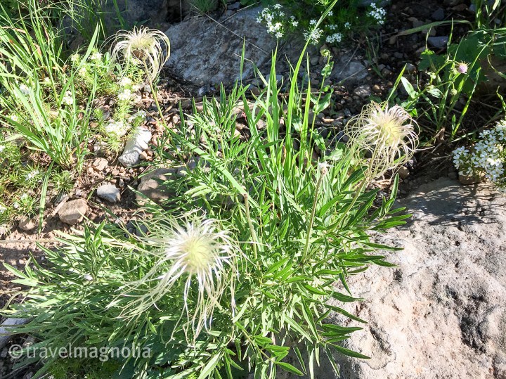 Sugarbowl_Clematis Hirsutissima_Hairy Clementis