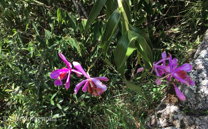 Machu Picchu Orchids