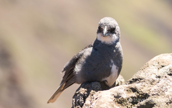 Diuca Finch Easter Island